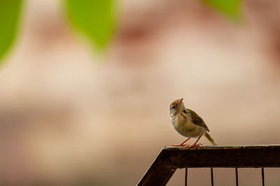 Bird perching on a railing