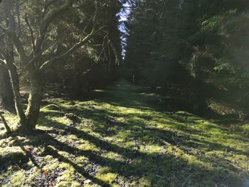 Scenic view of forest