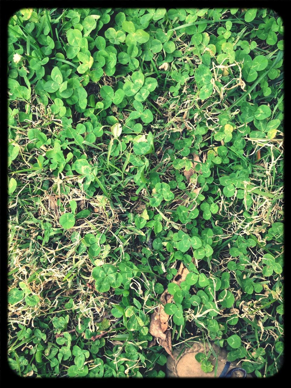 transfer print, green color, auto post production filter, growth, leaf, plant, nature, high angle view, lush foliage, day, outdoors, green, growing, branch, beauty in nature, close-up, no people, sunlight, tranquility, field