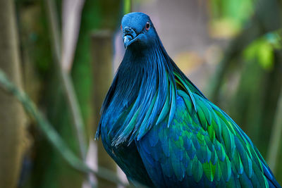 Close-up of parrot perching on leaf