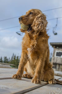 Low angle view of cocker spaniel carrying ball in mouth