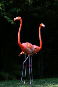 Flamingo mating on field