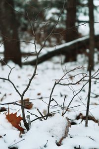 Close-up of snow covered plants on land