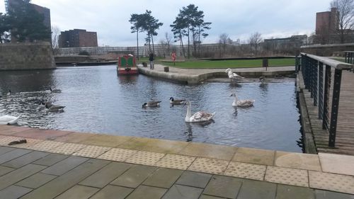 Birds in calm water