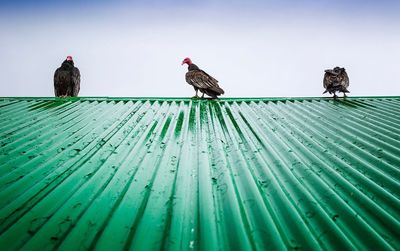 Low angle view of birds perching on roof against sky