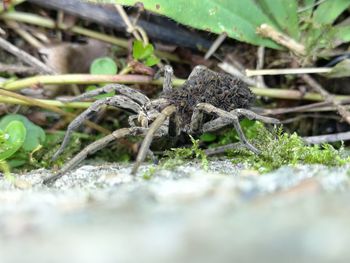 Close-up of lizard on land