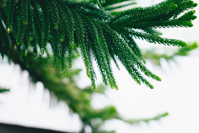 Close-up of wet pine tree