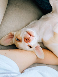 High angle view of cat sleeping on bed at home
