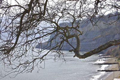 Bare tree by lake against sky during winter