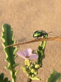 Close-up of insect on flower