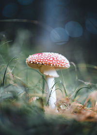 Close-up of fly agaric mushroom growing on field