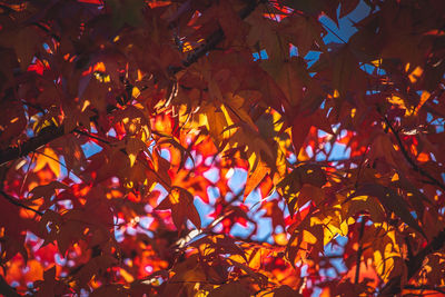 Full frame shot of maple tree during autumn