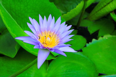 Close-up of lotus water lily in pond