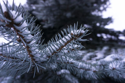 Close-up of pine tree during winter