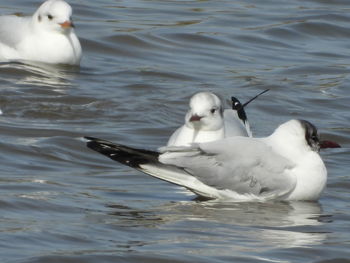 Ducks swimming in lake