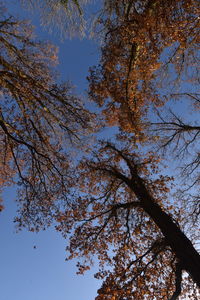 Low angle view of tree against sky