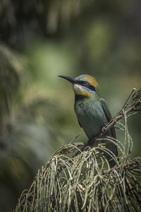 Close-up of bird perching on plant