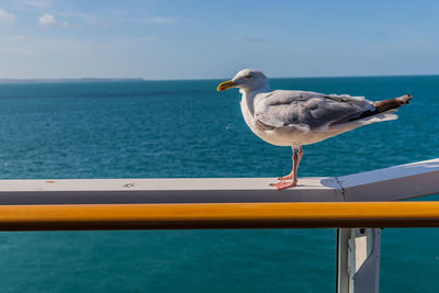 Seagull perching on railing against sea