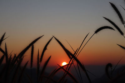 Close-up of silhouette plants against sunset