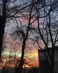 Low angle view of silhouette tree against sky during sunset