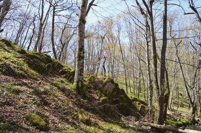 Trees in forest against sky