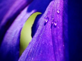 Close-up of purple flower