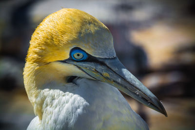 Close-up of bird