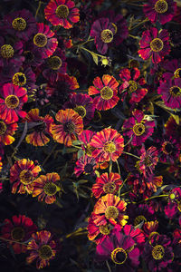 High angle view of pink flowering plants