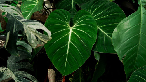 Close-up of philodendron gloriosum leaves