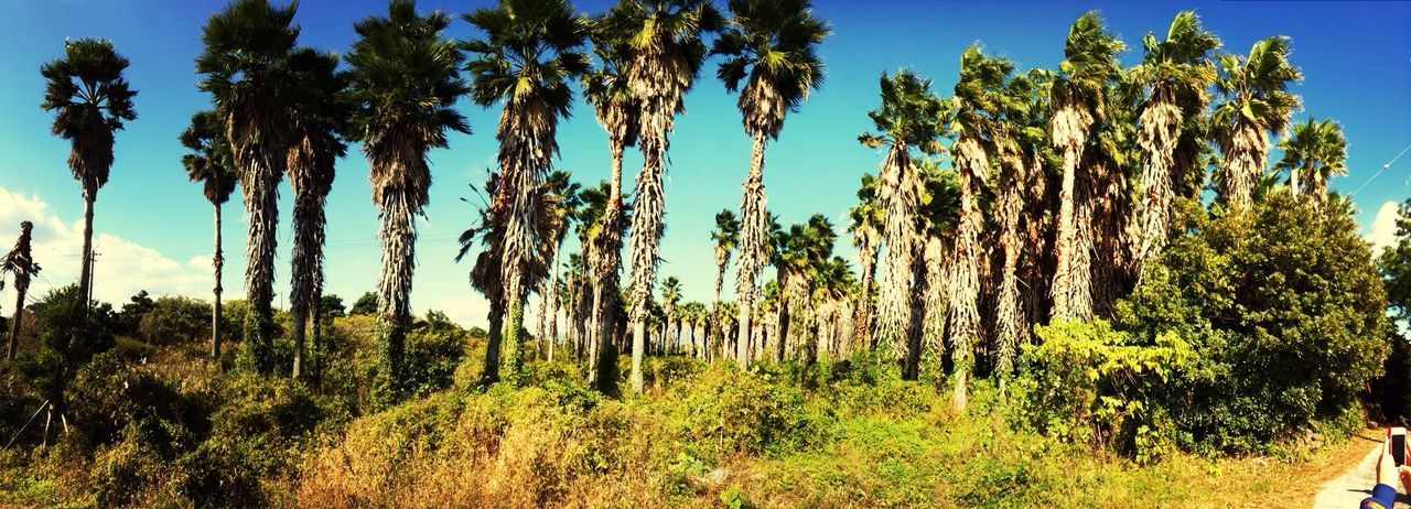 tree, blue, growth, tranquility, clear sky, tranquil scene, nature, beauty in nature, scenics, sunlight, sky, landscape, low angle view, green color, palm tree, non-urban scene, field, day, plant, idyllic