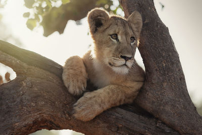 View of a cat on tree trunk