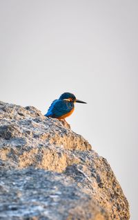 Bird perching on rock