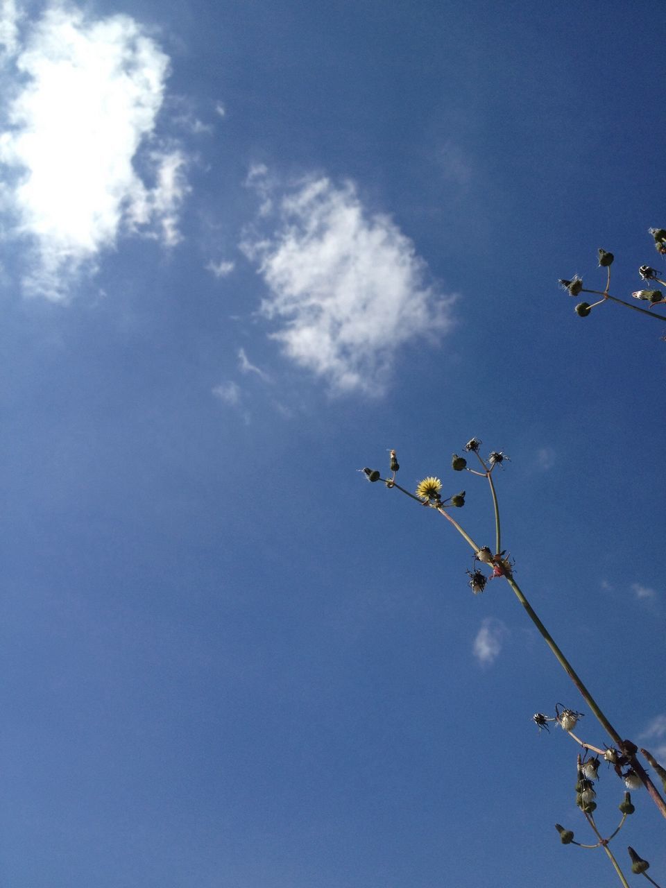 low angle view, sky, blue, flying, cloud - sky, mid-air, nature, cloud, day, outdoors, no people, tree, beauty in nature, bird, growth, high section, sunlight, hanging, flower, street light