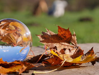 Close-up of dry maple leaves on land