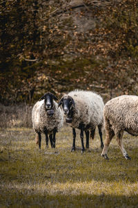 A flock of sheep and their guard dog near the small village of varshilo in the strandzha mountains