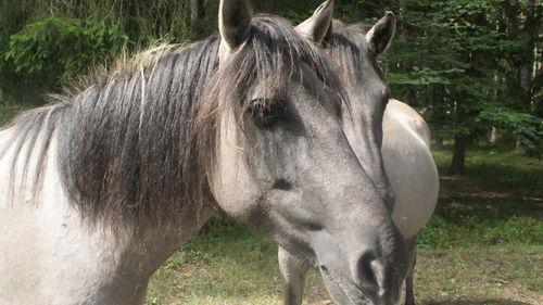 Close-up of horse standing on field