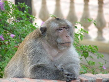 Lion sitting on plants