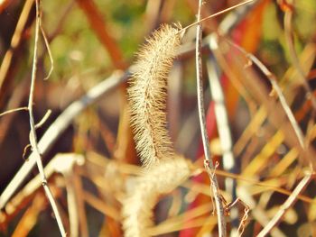 Close-up of plant