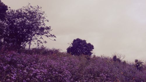 Fresh flowers on tree against sky