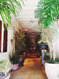 Potted plants on balcony