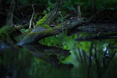Close-up of snake in water