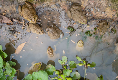 High angle view of leaves floating on lake