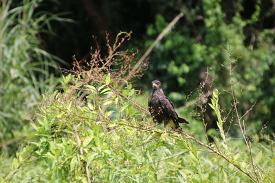 Bird perching on tree