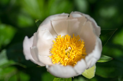 Close-up of yellow flower