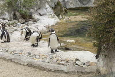 Penguins enjoying the day