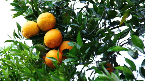 Low angle view of oranges growing on tree