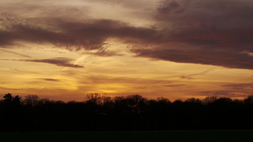 Silhouette of trees at sunset