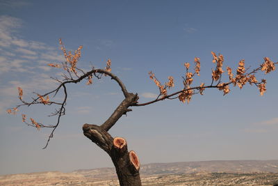 Tree on land against sky