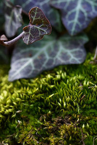 Close-up of plant