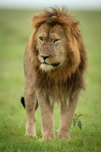Male lion with injured eye stands staring